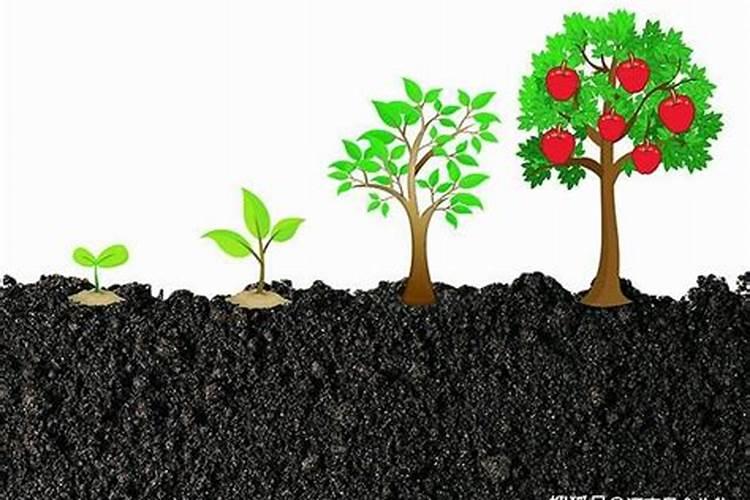 苹果控梢促花用什么好？腐植酸水溶肥有效果吗