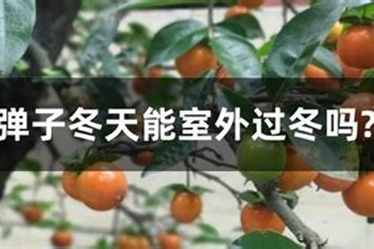 金弹子下山桩冬天怎样才能养活,在冬天可以栽活吗