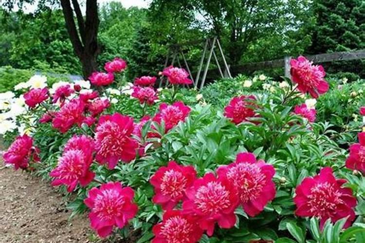 芍药花施什么肥最好