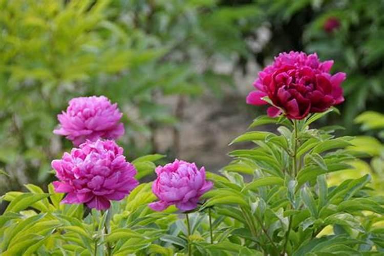 芍药施什么肥最好