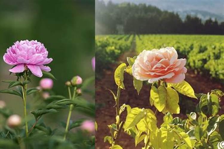 芍药花施什么肥最好