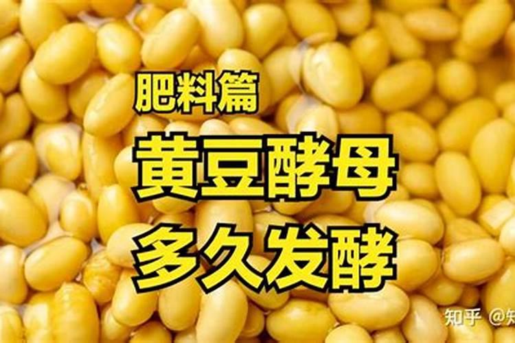 炒熟的黄豆可以做肥料吗