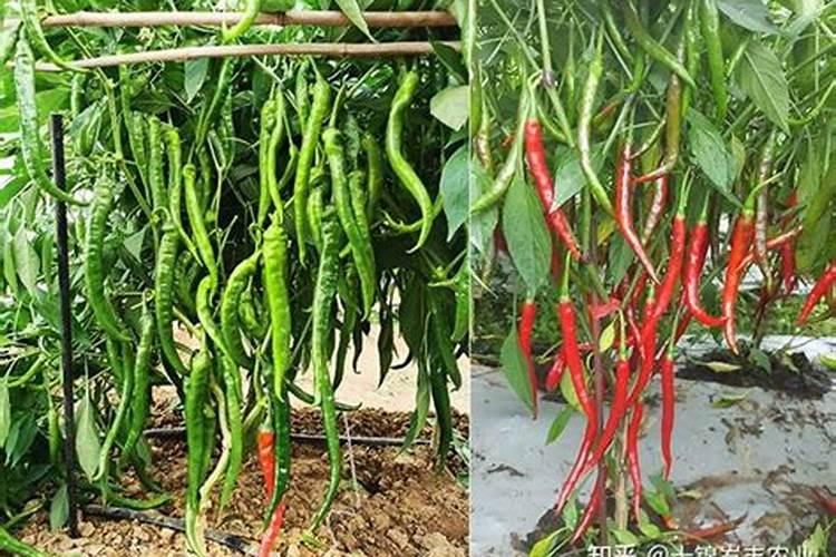 辣椒盛果盛花期需要补充含磷肥吗