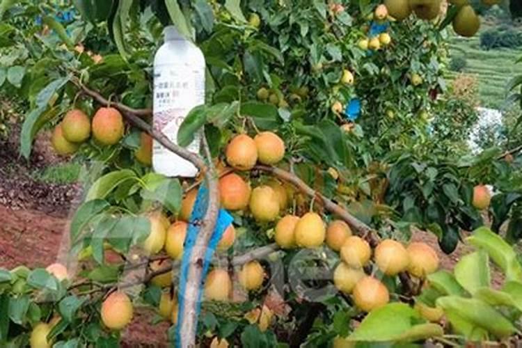 西瓜水溶肥起名字叫什么好听