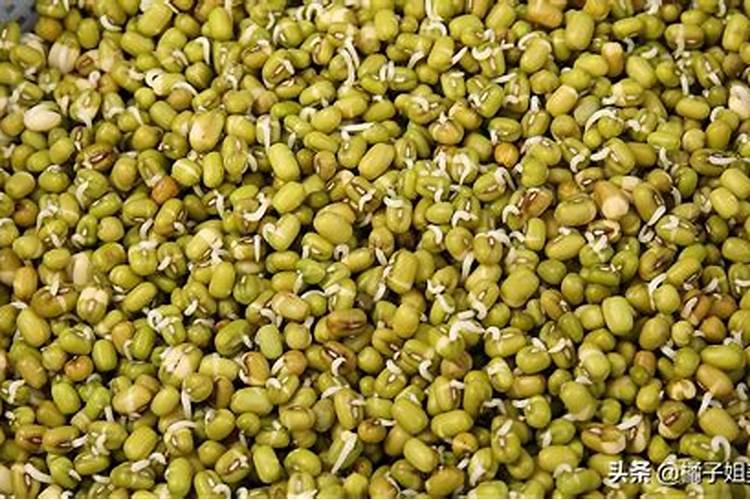 绿豆种子生长为什么不须要阳光？