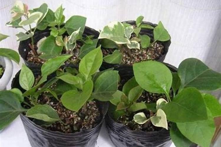 三角梅怎么养枝条快速长根冒芽