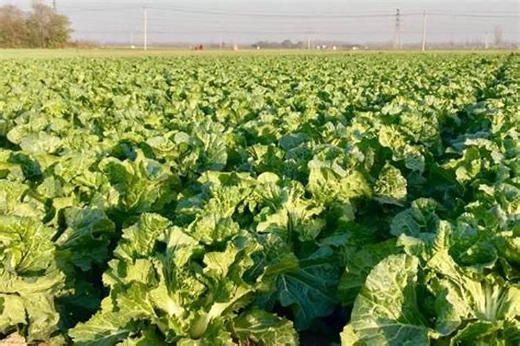 大白菜要想长得好,增施肥料不可少,在施肥上我们需要注意些什么？