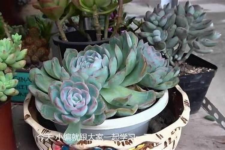 花多多1号可以浇多肉吗