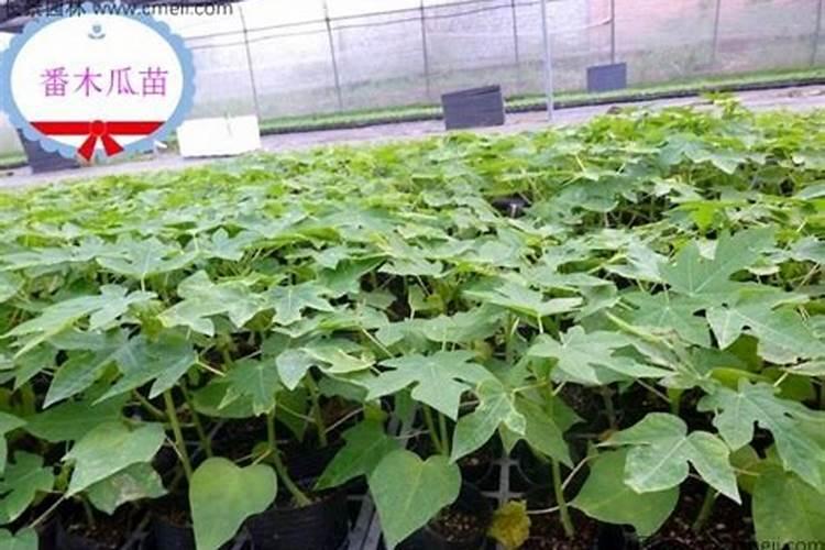 木瓜树施什么肥最好