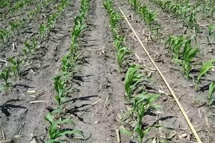 玉米小苗打什么药荘苗