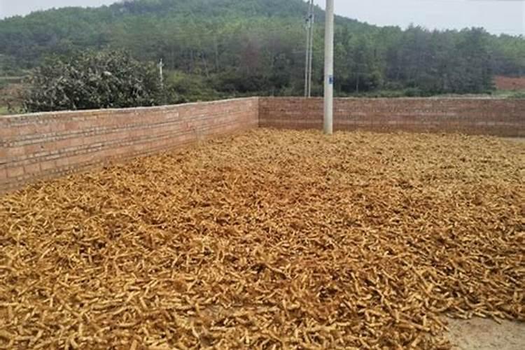 玉竹种植的环境和条件