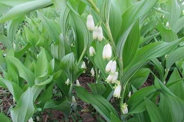 中药材玉竹(尾参)市场价格及未来走势如何？可否大规模种植？