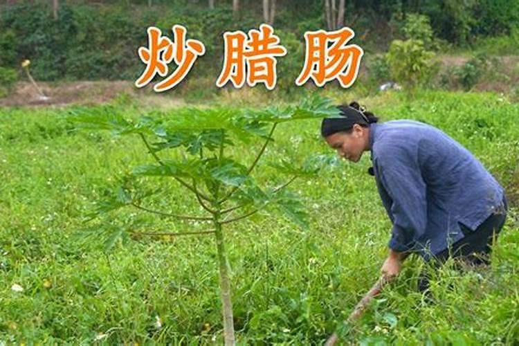 木瓜表皮布满斑点,是什么原因？