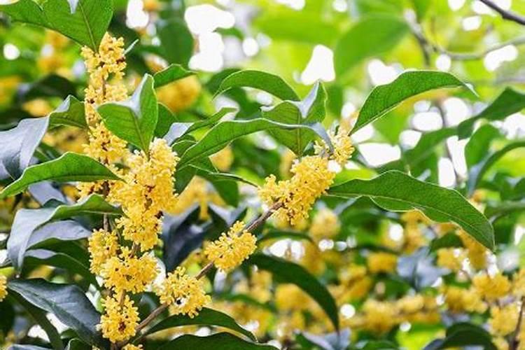 桂花施肥的最佳时间 桂花什么时候施肥