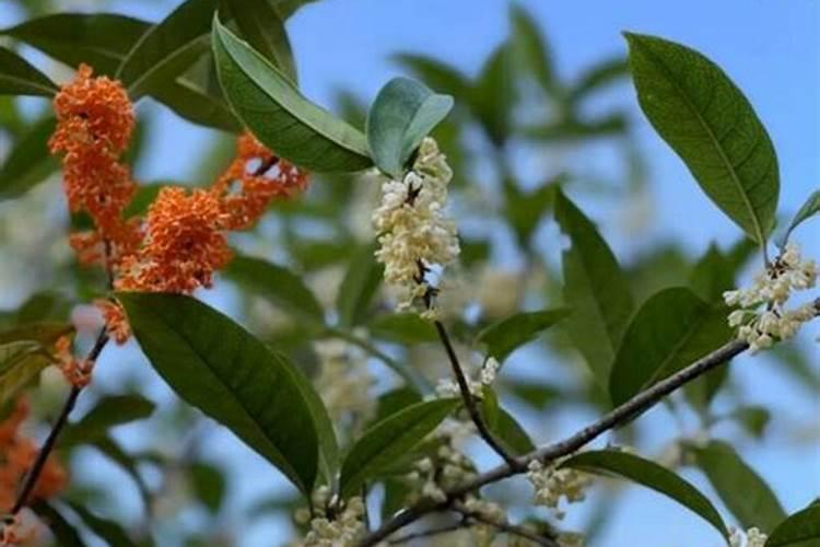 桂花施肥的最佳时间