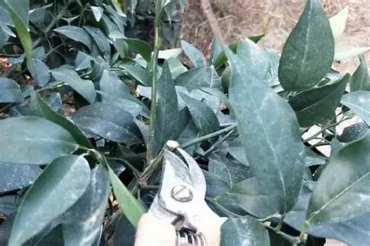 桂花施肥的最佳时间 桂花什么时候施肥