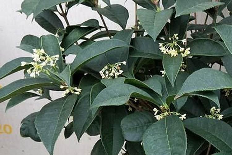 桂花树什么时候施肥最好