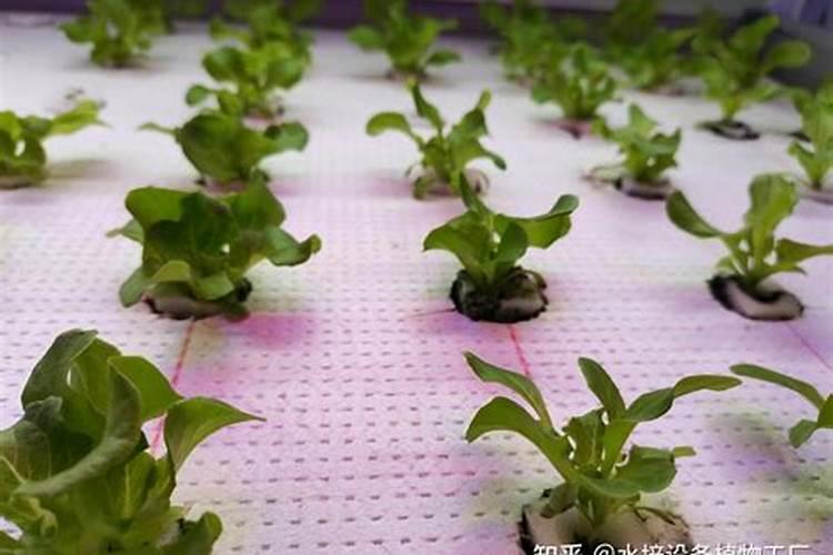 意大利生菜种植方法