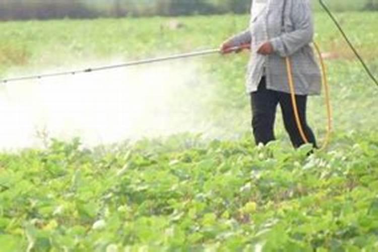 中药材西洋参生根膨大素,中药材人参壮根灵厂家批发,中药材半夏地下茎块...