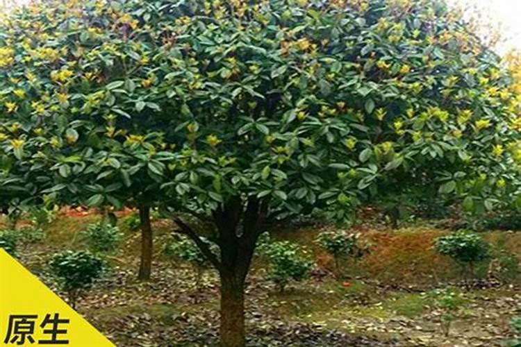 大桂花树移植多久施肥 大桂花树移植后何时开始施肥