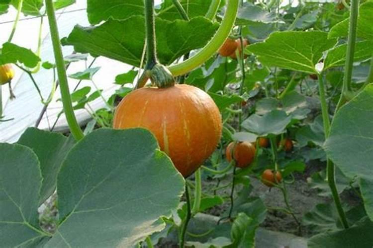 南瓜雄花不开花怎么办 南瓜不开花的原因