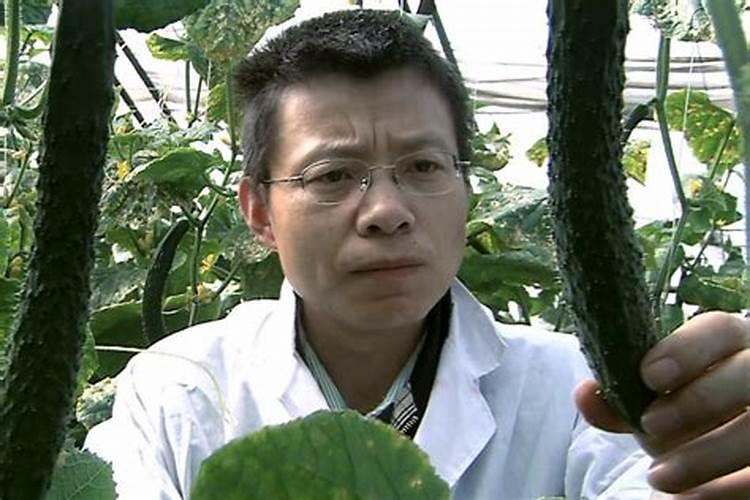 大棚种植茄子需要什么肥料