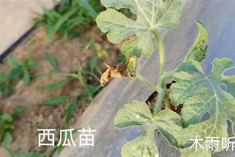 西瓜什么时候冲施钙肥？