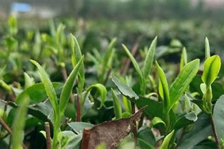 春茶前期管理的九大步骤
