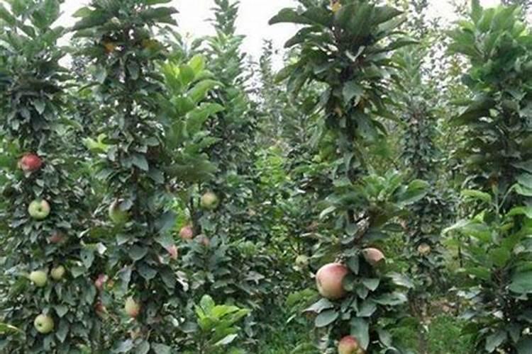 苹果树怎么种植 苹果树如何种植