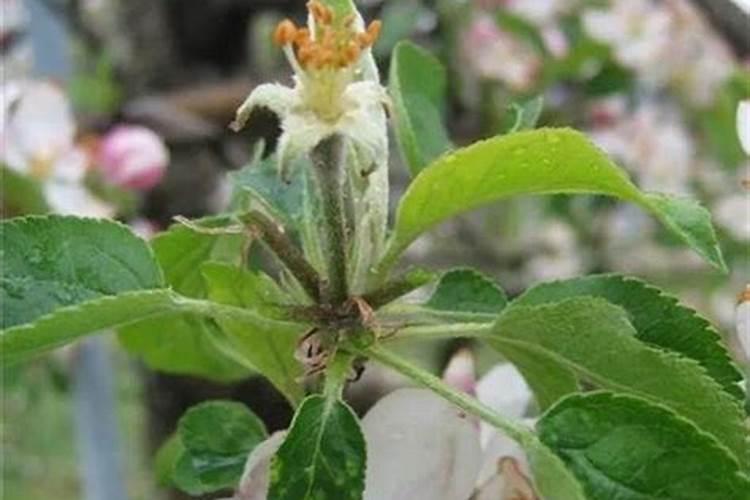 苹果施肥量最大是什么时期一？