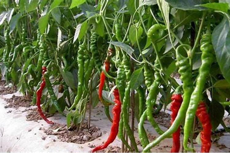 豆角追肥什么肥料好？豆角使用的肥料有哪些？如何给豆角施肥？