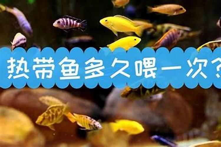 鱼蛋白使用注意事项