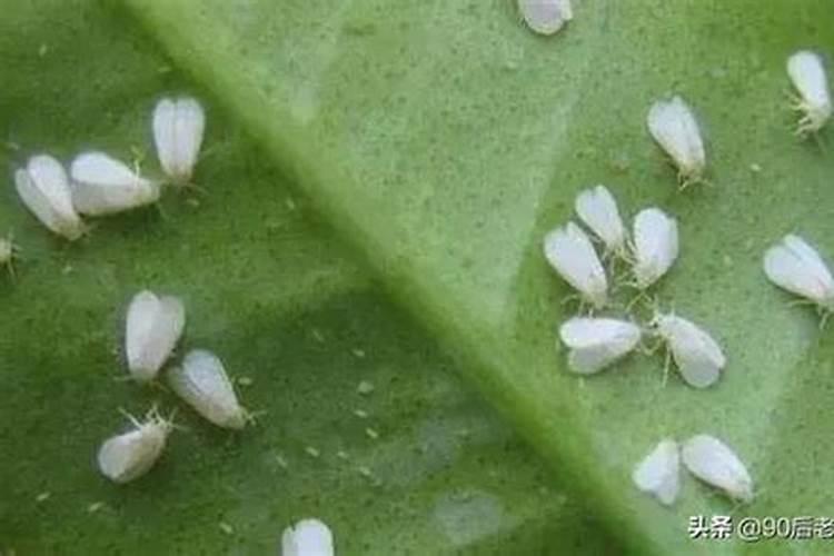 安阳中盛肥业2866复合肥给代理价是多少一吨