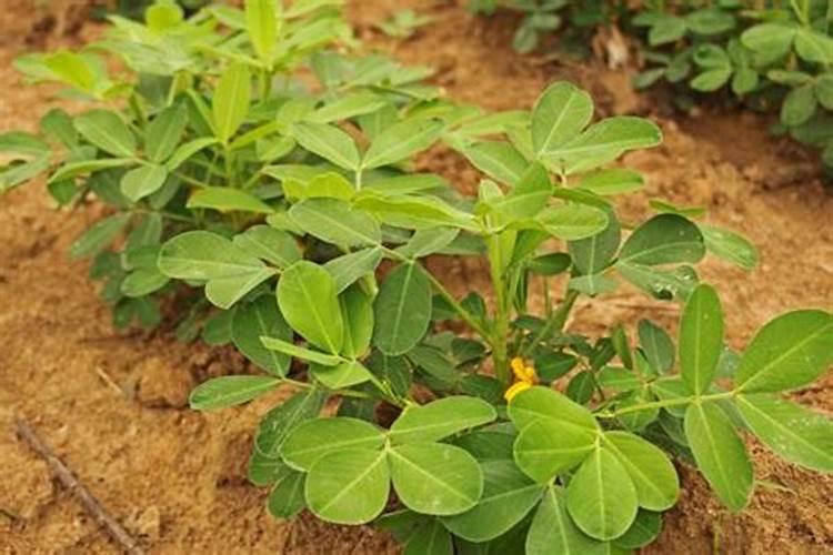 种植花生磷肥的正确方法