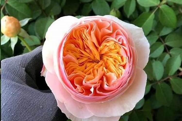 月季花苞打不开用什么肥