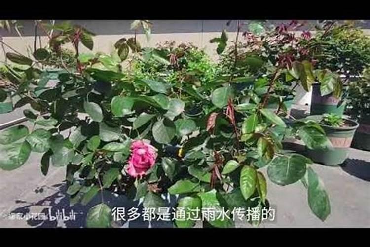 月季还没打花苞喷了磷酸二氢钾怎么办？