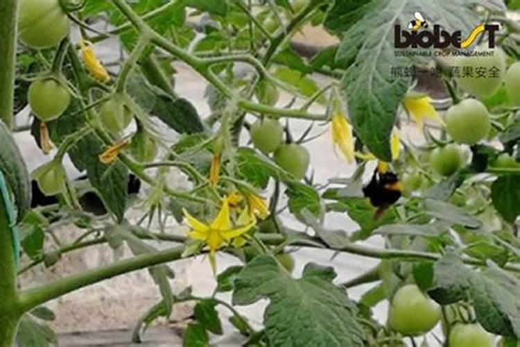 碗莲磷酸二氢钾追肥方法