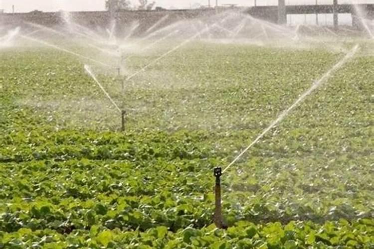 海藻水溶肥最忌三种颜色