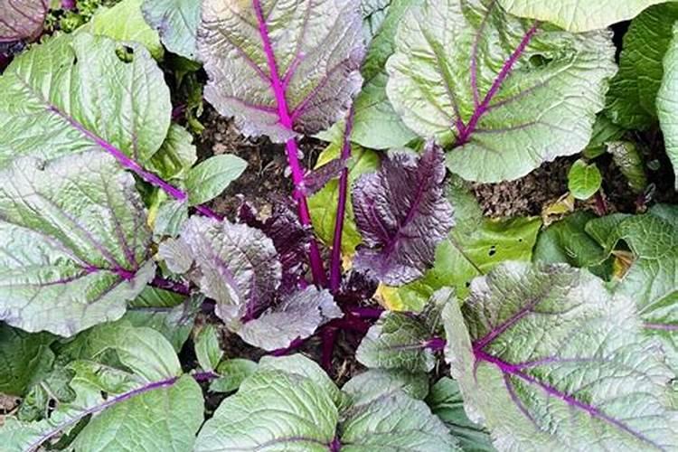 磷钾肥料的有哪些