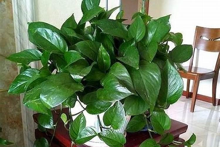 绿萝能施磷肥复合肥和尿素吗