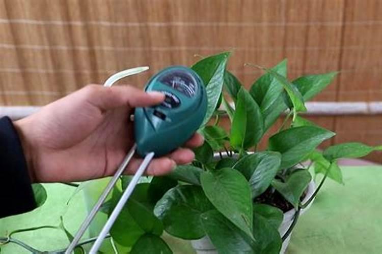 绿萝能施磷肥,复合肥和尿素吗