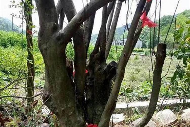 向日葵可以在一周内不浇水吗？