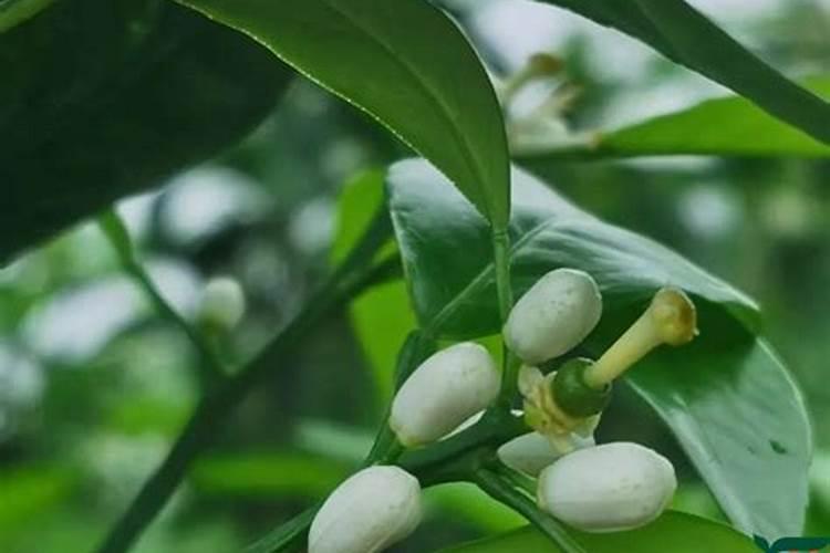 沃柑保花保果最好的方法