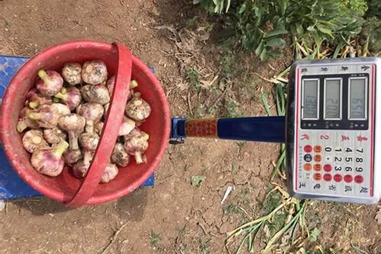 大蒜控释肥哪个牌子好