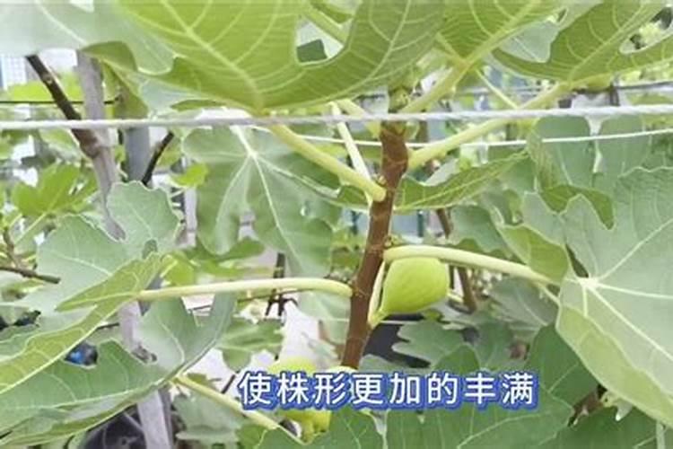 磷酸二氢钾对无花果有效果吗