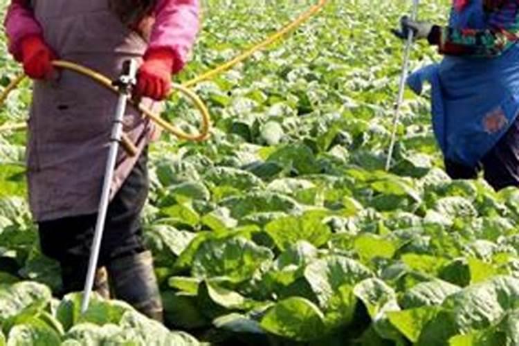 草坪施肥的最佳时间早上还是晚上