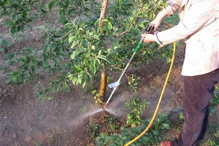 萝卜地下虫打什么药效果好