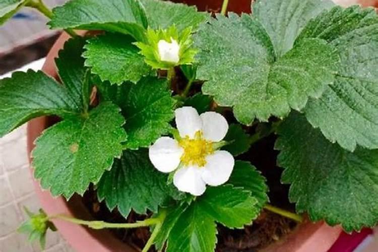 草莓开花后怎么施肥