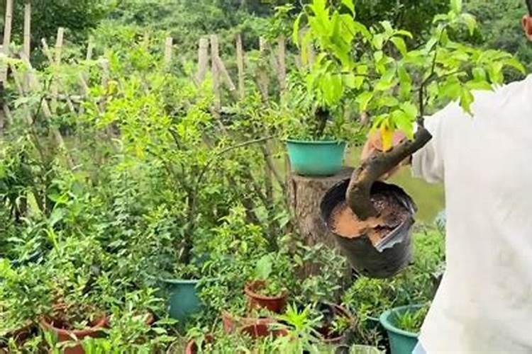 金弹子流体硼怎么用