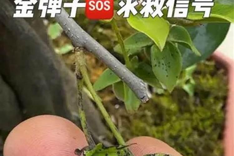 金弹子秋季施什么肥